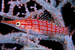 Long Nose Hawkfish
Fuji Velvia Slide; 105mm Macro Lens
... by Brian Welman 